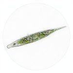 Euglena Culture Kit, Biflagellated Cells, 30 Student Kit, Carolina-0