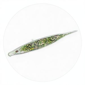 Euglena Culture Kit, Biflagellated Cells, 30 Student Kit, Carolina-0