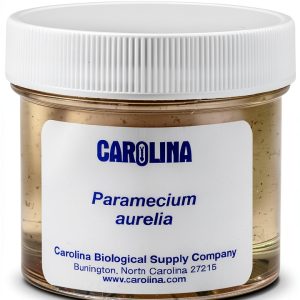 Carolina Paramecium, Living – Ciliate Culture With Macronucleus & Micronuclei | Ideal For Microscopy & Protozoan Studies | Includes Enough For 30 Students-0