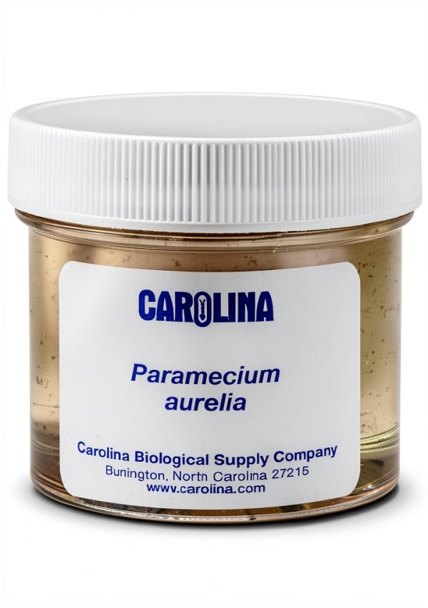 Carolina Paramecium, Living – Ciliate Culture With Macronucleus & Micronuclei | Ideal For Microscopy & Protozoan Studies | Includes Enough For 30 Students-0